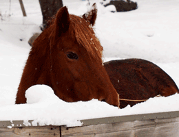 Moving Horses Overseas